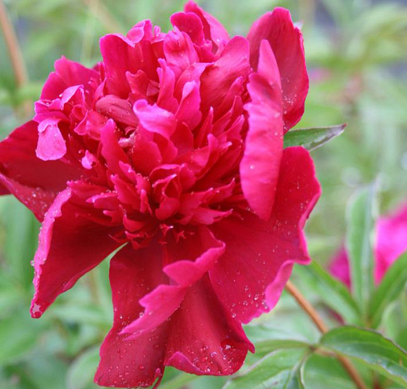 Пион молочноцветковый 'Феликс Крауссе' (малиновый)