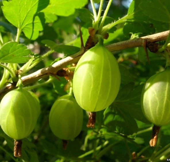 Крыжовник 'Зеленый дождь'