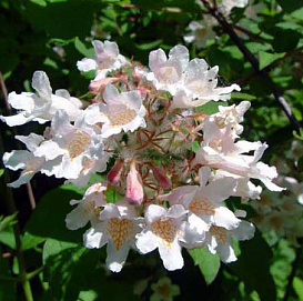 Кольквиция прелестная 'Пинк Клоуд'