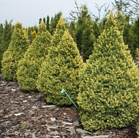 Ель канадская 'Рэйнбоуз Энд'