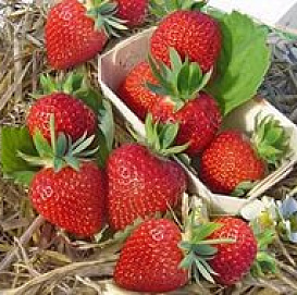Земляника (клубника) 'Дарселект'