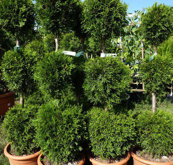 Туя западная 'Смарагд' бонсай  3 шара