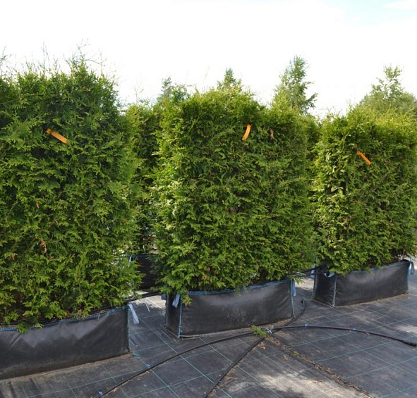 Туя западная 'Брабант' блоки ж/и 140х100х40