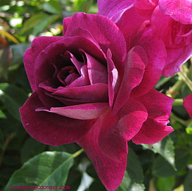 Роза 'Бургунд' (чайно-гибридная) (пурпурно - фиолетовая)