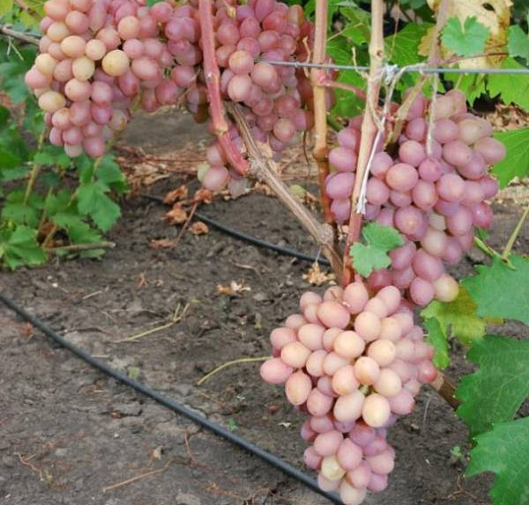 Виноград Гурман радужный