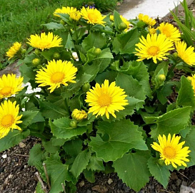 Дороникум восточный