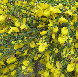 Ракитник стелющийся 'Голден Тирс'
