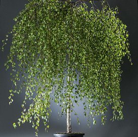 Береза повислая 'Юнги'