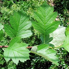 Боярышник Максимовича