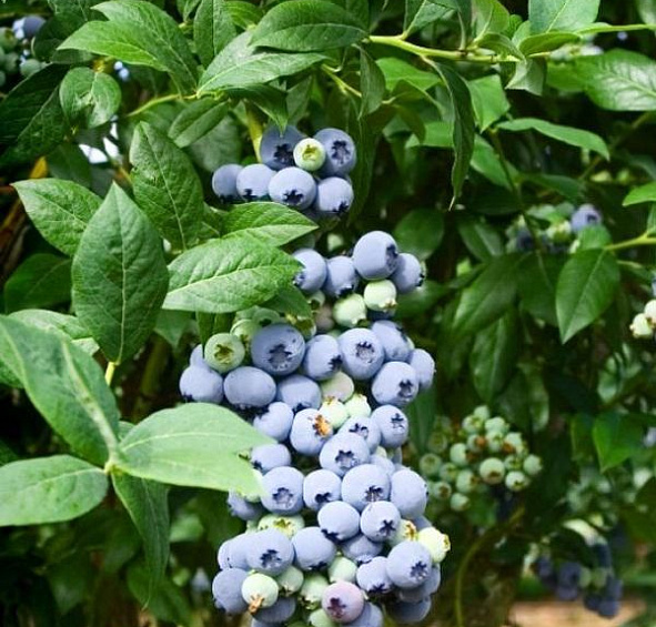 Голубика высокорослая 'Нортланд'