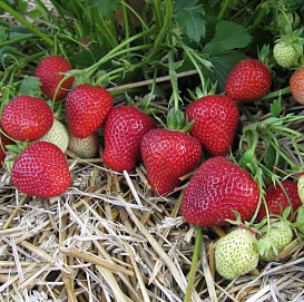 Земляника (клубника) 'Флоренс'