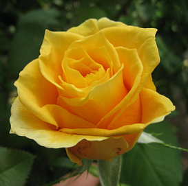 Роза 'Папилон' (чайно-гибридная) (желтая)