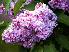 Сирень обыкновенная 'Маршал Василевский' (лиловая)