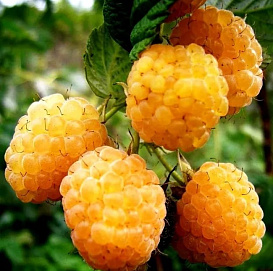 Малина 'Беглянка'