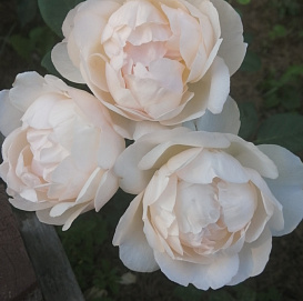 Роза 'Френч Брекфаст' (парковая) (кремовая)