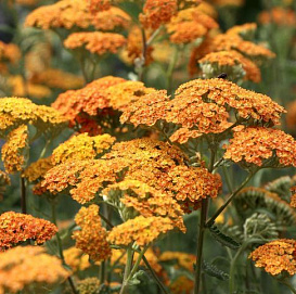 Тысячелистник обыкновенный (парковый) 'Терракота'