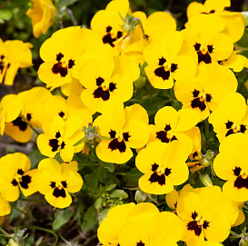 Виола Виттрока 'Инспайр Йеллоу Плюс' (желтая)