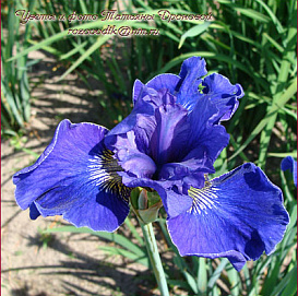 Ирис сибирский 'Тамберг'