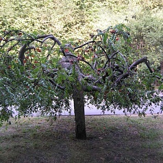 Рябина обыкновенная 'Пендула' Рябина обыкновенная 'Пендула'