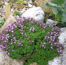 Тимьян (чабрец) ползучий