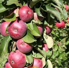 Яблоня колоновидная 'Конференция'