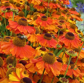 Гелениум гибридный 'Эрли Фловер'