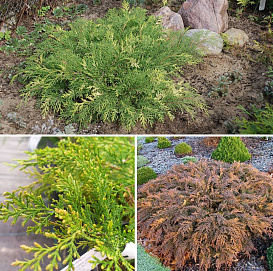 Микробиота перекрестнопарная Голдспот (Goldspot)