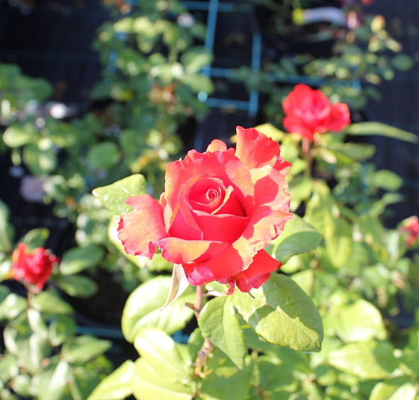 Роза 'Верано' (чайно-гибридная) (оранжево - красная)