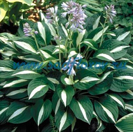 Хоста гибридная (вздутая, волнистая) 'Риски Бизнес'