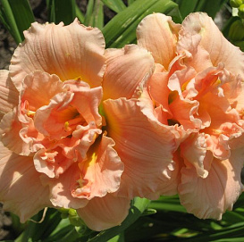 Лилейник гибридный 'Силоам Дабл Классик'