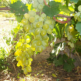 Виноград 'Вера'