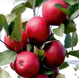 Яблоня домашняя 'Сирена' (красномякотная)