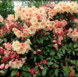 Рододендрон гибридный (азалия) 'Вирджиния Ричард' (персиковый)