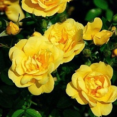 Роза 'Лоредо' (почвопокровная) (желтая)