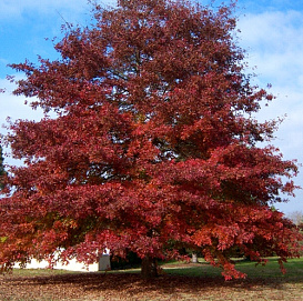 Дуб шарлаховый 'Скарлет'