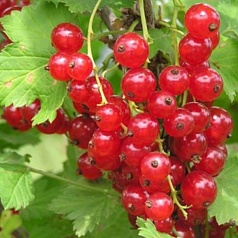 Смородина красная 'Голландская красная'