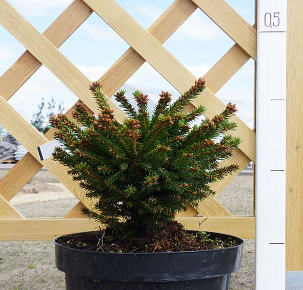 Ель обыкновенная 'Охлендорфи'