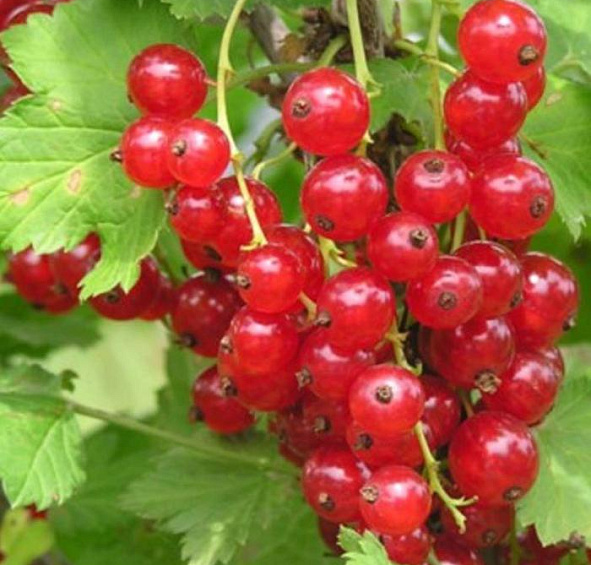 Смородина красная 'Голландская красная'