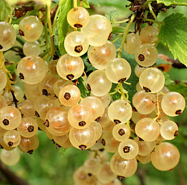 Смородина белая 'Императорская желтая'