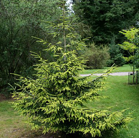 Ель восточная (Ауреоспиката) 'Ауреа'