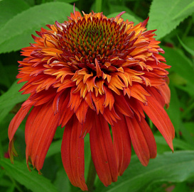 Эхинацея пурпурная 'Хот Папайя'