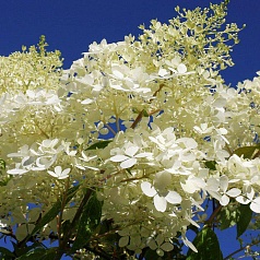 Гортензия метельчатая 'Фантом'