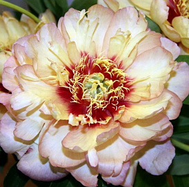 Пион Ито-гибрид 'Келлис Мемори' (розово - желтый)