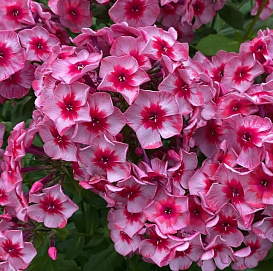 Флокс метельчатый 'Старс энд Страйпс'