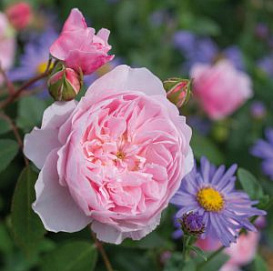 Роза 'Уисли' (парковая) (розовая)