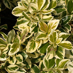 Бересклет Форчуна 'Сильвер Квин'