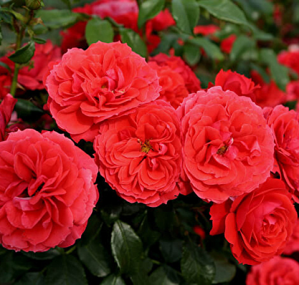 Роза 'Черри Герл' (флорибунда) (красная)