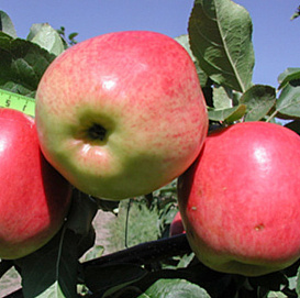 Яблоня колоновидная 'Скала'