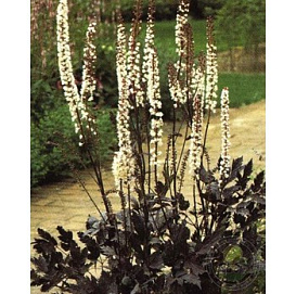 Цимицифуга Брюнет Блек Бьюти