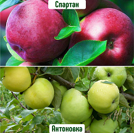 Яблоня домашняя 'Спартан/Антоновка' (двойная прививка)